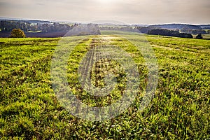 Shoot of a meadow with glittering spider webs