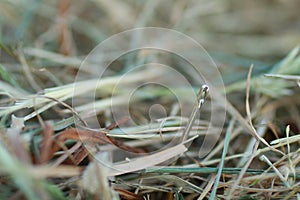 Shoot of a needle in a haystack