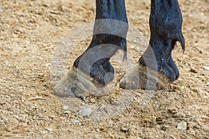 Shooting close-up, the hind legs of a horse. Hooves, black wool. The horse is on the ground