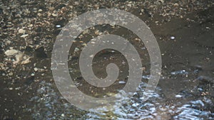 shooting fish swimming against the stream