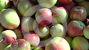 Shooting of fresh apples harvest in the sunny day