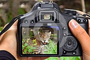 Shooting jaguar in wildlife