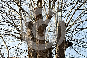 Shooting Leafless Branches on Pruned Tree