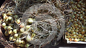 Shooting of onion harvest in wicker basket