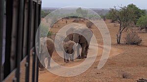 Shooting Photo And Video Elephants From Safari Cars, They Go On The Road