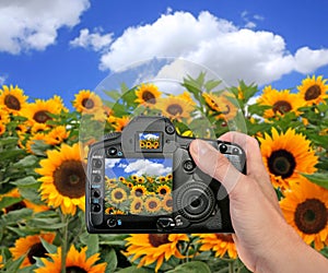 Shooting a Photograph in a Sunflower Field