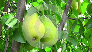 Shooting of ripen pears hanging on the tree in summer day