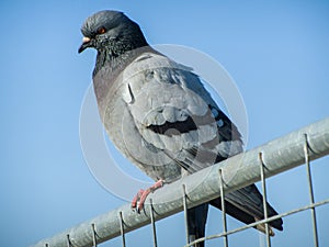 A common pigeon found on a fence at the Port of Pescara photo