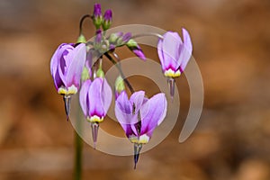 Shooting star or Dodecatheon in early morning sun.