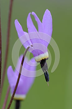 Shooting Star Dodecatheon pulchellum, Cowichan Garry Oak Preserve, Cowichan Valley, Vancouver Island