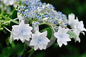 Shooting Star Hydrangea