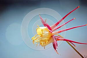 Shooting Star Pink and Yellow Flower with Bokeh