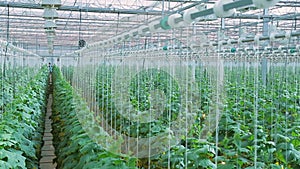 Shooting top moving camera gardening of aubergine in big greenhouse