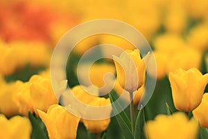 a shooting of Tulipa, Freeman bloom in a garden in April