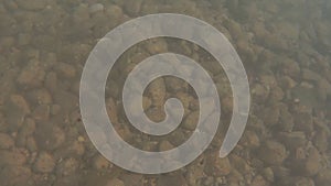 Shooting underwater of young chubs that swim in the murky waters of a lake