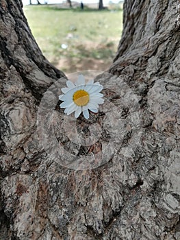 Shooting a white rose on the tree