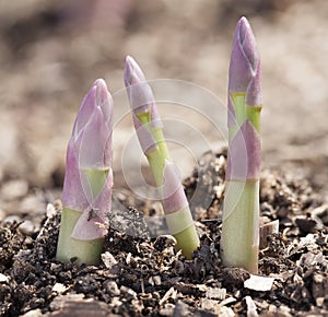 Shoots of asparagus.