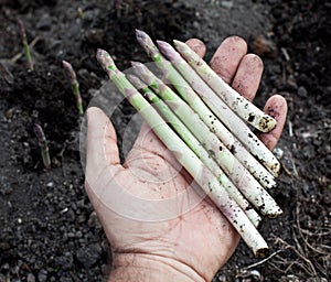 Shoots of asparagus in man's hand.