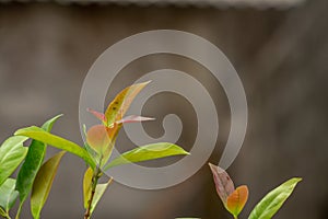 The shoots of bayleaf plant branches are brownish green, still young and growing