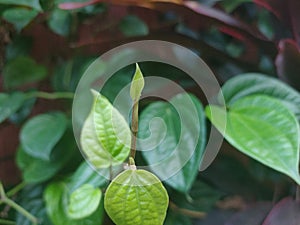 The shoots of betel tree
