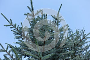 Shoots of blue spruce against the sky