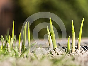 shoots of flowers germinate from the ground