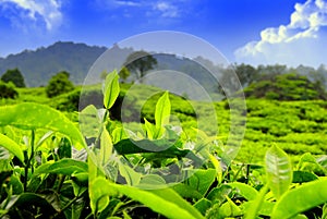 Shoots of fresh tea leaves in the morning with bright sunlight