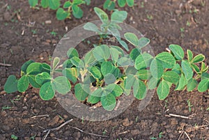 Shoots of green beans sprouts on field close up