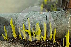 shoots of a green plant outdoor