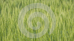 Shoots of green wheat, background from ears