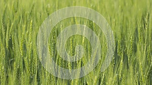 Shoots of green wheat, background from ears