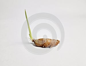 shoots growing from ginger rhizome