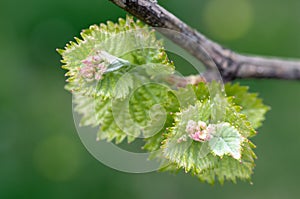 Shoots and leaves of grapes on the vine spring