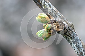 Shoots and leaves of grapes on the vine spring