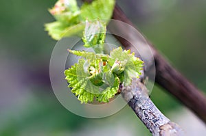 Shoots and leaves of grapes on the vine spring