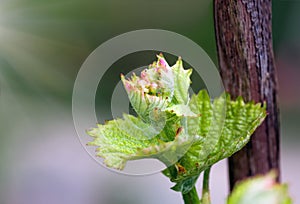 Shoots and leaves of grapes on the vine spring