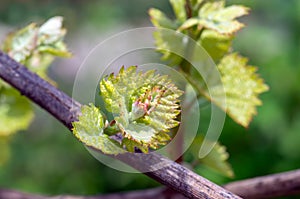 Shoots and leaves of grapes on the vine spring