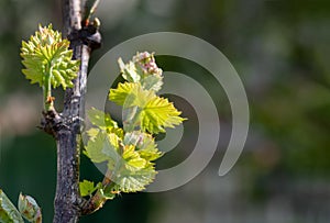 Shoots and leaves of grapes on the vine spring