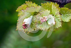 Shoots and leaves of grapes on the vine spring