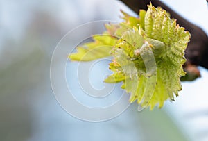 Shoots and leaves of grapes on the vine spring