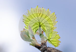 Shoots and leaves of grapes on the vine spring