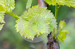 Shoots and leaves of grapes on the vine spring