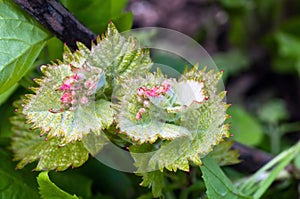 Shoots and leaves of grapes on the vine spring