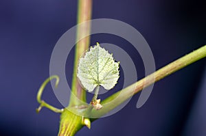 Shoots and leaves of grapes on the vine spring