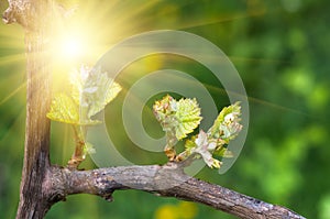 Shoots and leaves of grapes on the vine spring