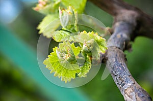 Shoots and leaves of grapes on the vine spring