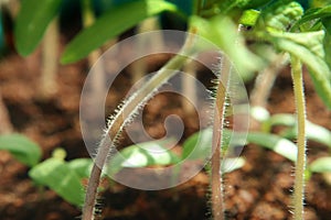 Shoots the legs of macro photography in the garden as a backdrop