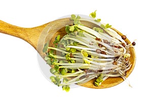 Shoots of micro greenery for food in a wooden spoon, isolated on white. Vegan or lean menu, salad ingredients