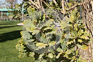 Shoots of oak