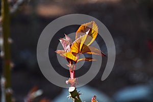 Shoots of rose